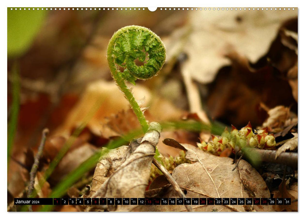 Those that grow in the shade - ferns (CALVENDO wall calendar 2024) 