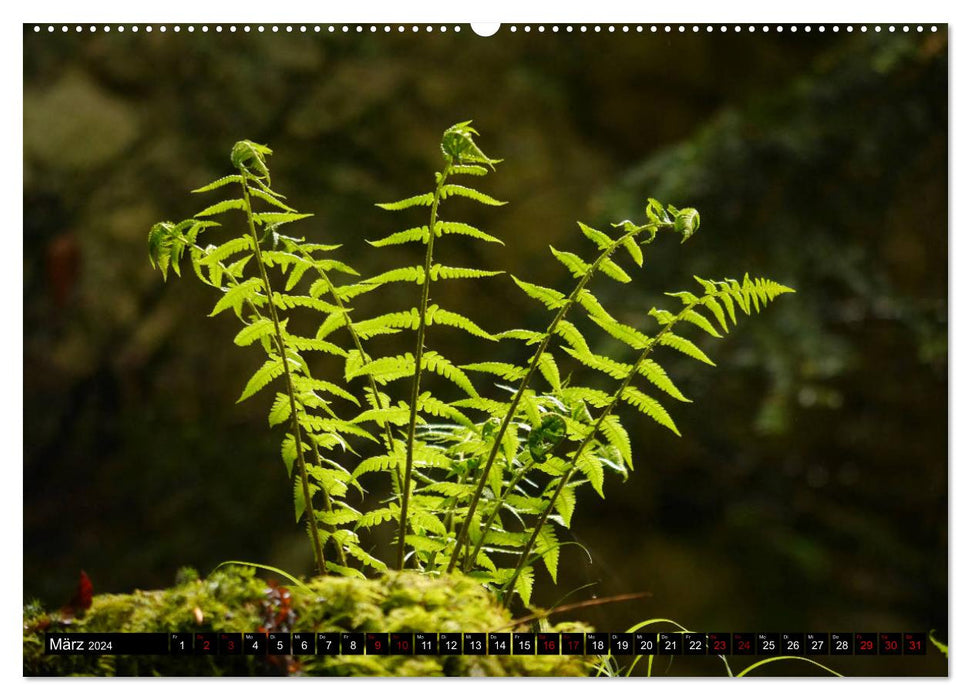 Those that grow in the shade - ferns (CALVENDO wall calendar 2024) 