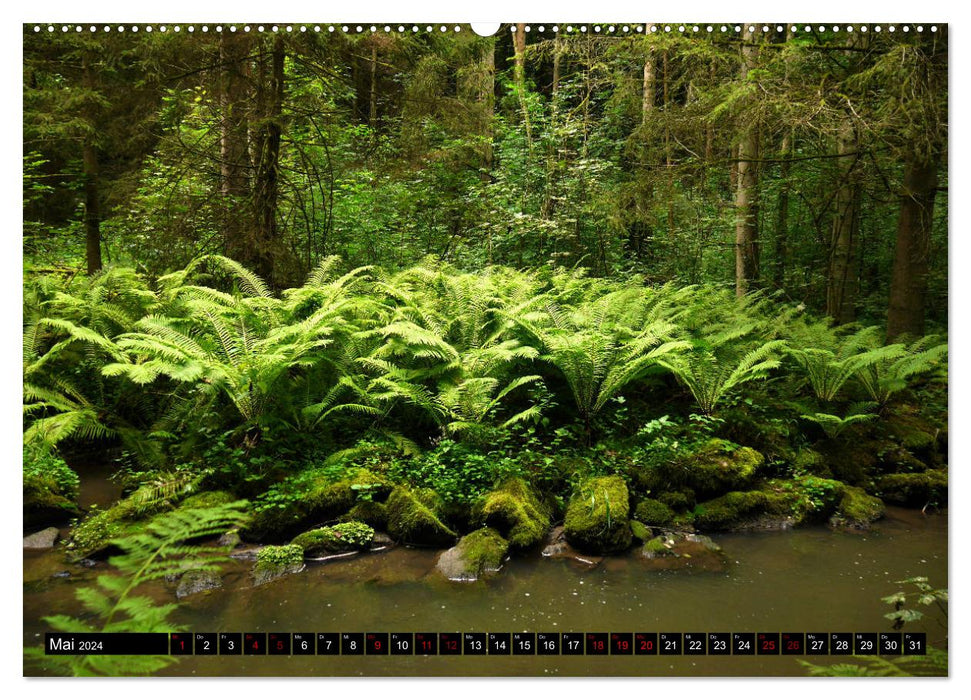 Those that grow in the shade - ferns (CALVENDO wall calendar 2024) 