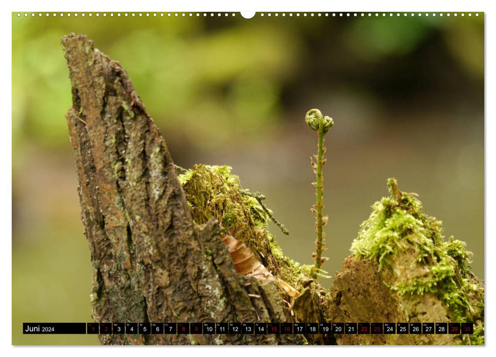 Those that grow in the shade - ferns (CALVENDO wall calendar 2024) 