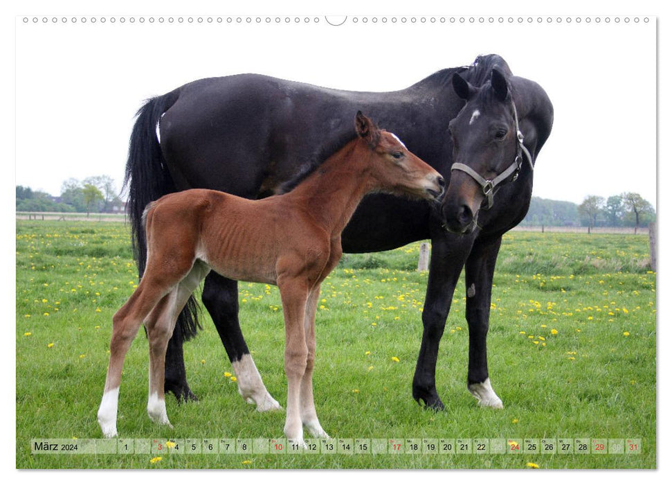 Horse children - foals have their own charm (CALVENDO wall calendar 2024) 