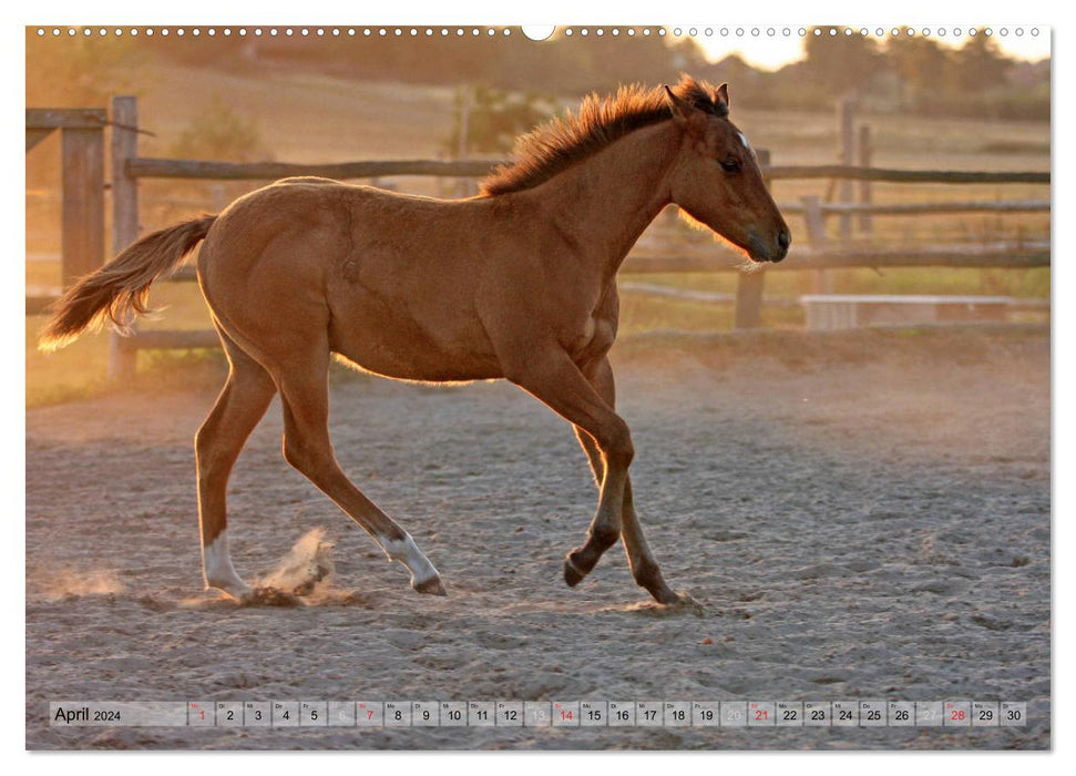 Horse children - foals have their own charm (CALVENDO wall calendar 2024) 