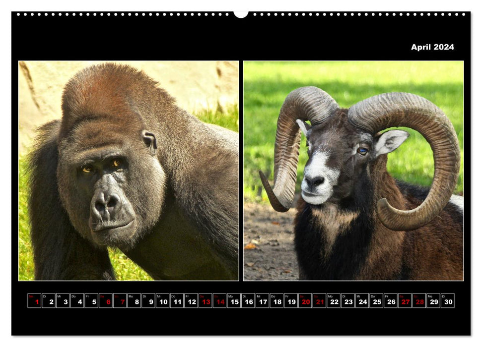 Tiere von Affe bis Zebra 2024 (CALVENDO Premium Wandkalender 2024)