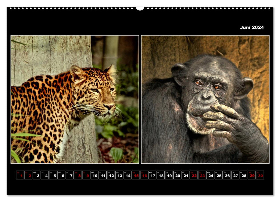 Tiere von Affe bis Zebra 2024 (CALVENDO Premium Wandkalender 2024)