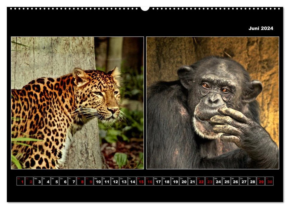 Animals from monkeys to zebras 2024 (CALVENDO Premium Wall Calendar 2024) 