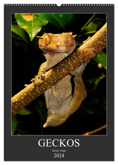 GECKOS (CALVENDO Wandkalender 2024)