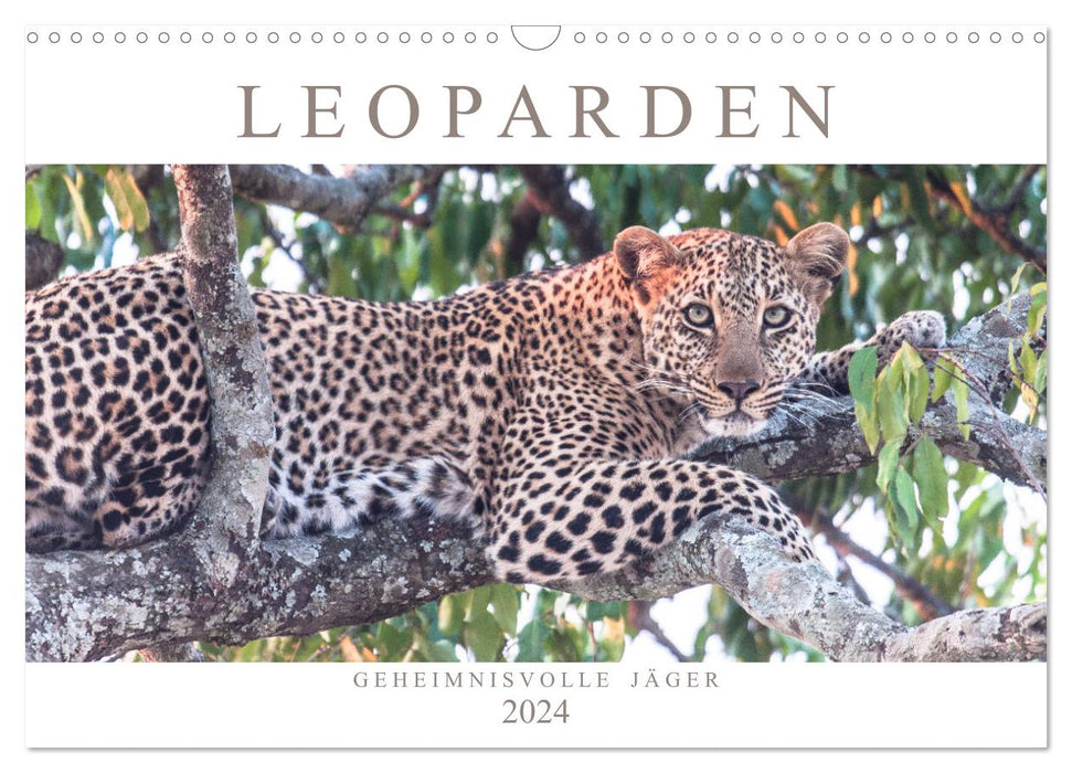 Leopards - Mysterious Hunters (CALVENDO Wall Calendar 2024) 