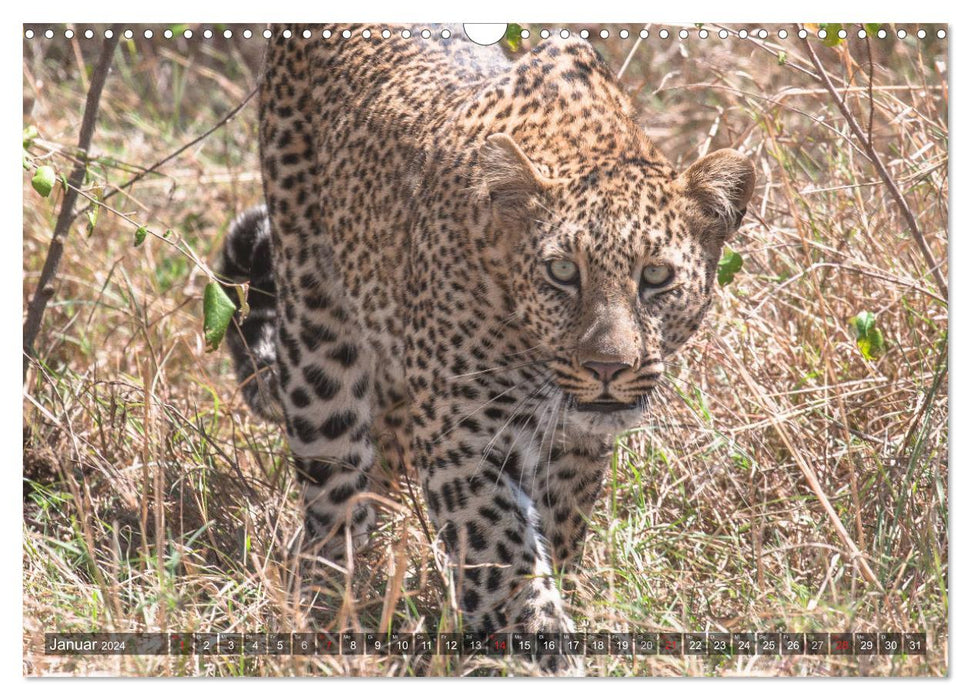 Leopards - Mysterious Hunters (CALVENDO Wall Calendar 2024) 