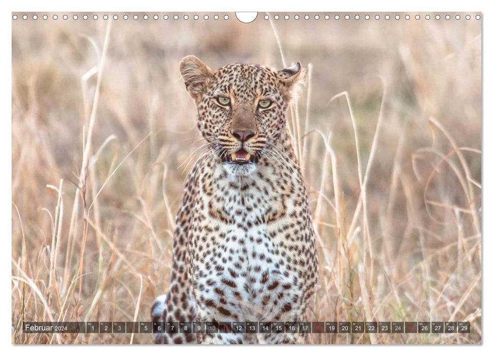 Leoparden - Geheimnisvolle Jäger (CALVENDO Wandkalender 2024)