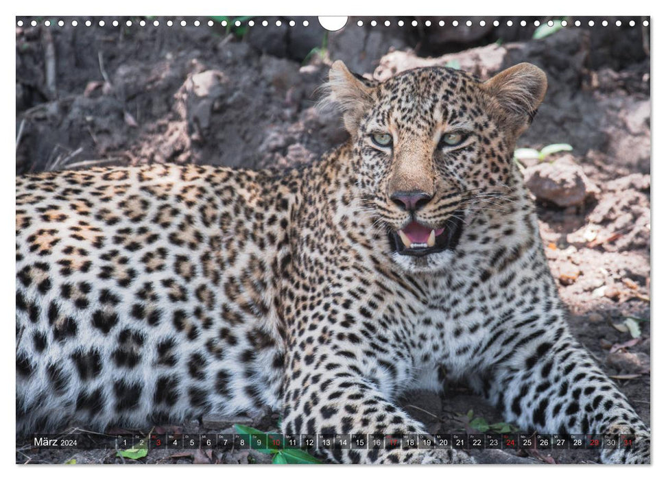 Leopards - Mysterious Hunters (CALVENDO Wall Calendar 2024) 