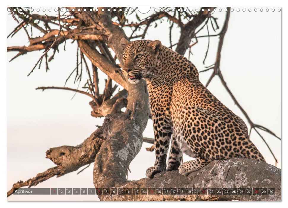 Leopards - Mysterious Hunters (CALVENDO Wall Calendar 2024) 