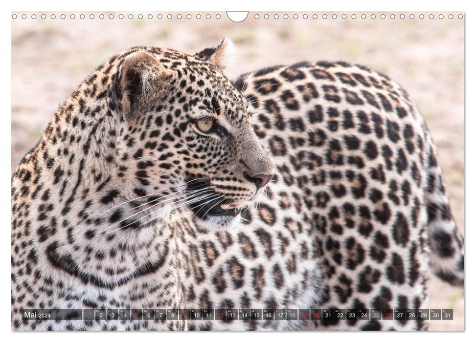 Leopards - Mysterious Hunters (CALVENDO Wall Calendar 2024) 