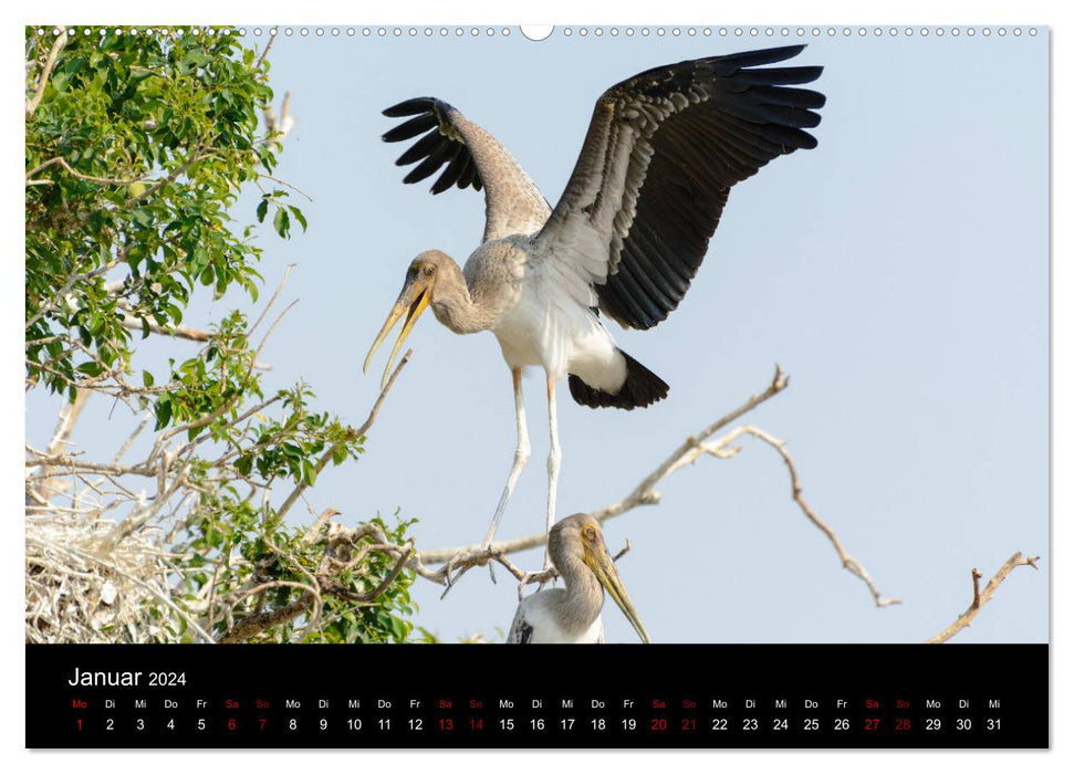 Botswana - Ruf der Wildnis (CALVENDO Wandkalender 2024)