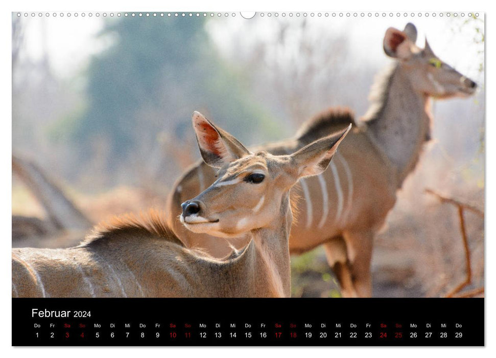 Botswana - Ruf der Wildnis (CALVENDO Wandkalender 2024)