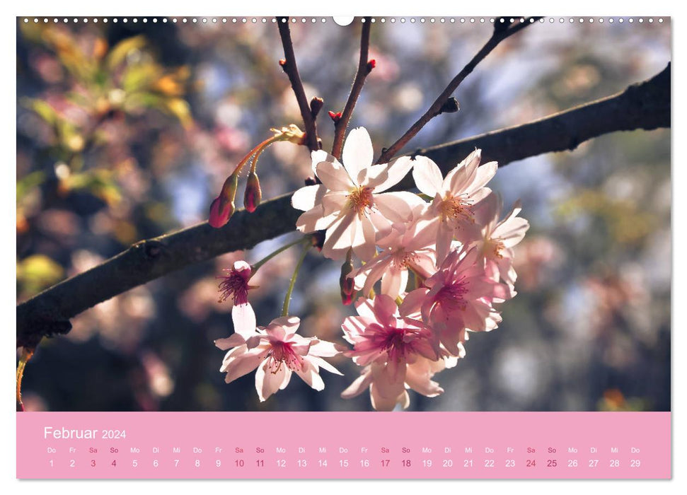 Fleurs de cerisier délicates - senteurs enivrantes de pensées (Calendrier mural CALVENDO 2024) 