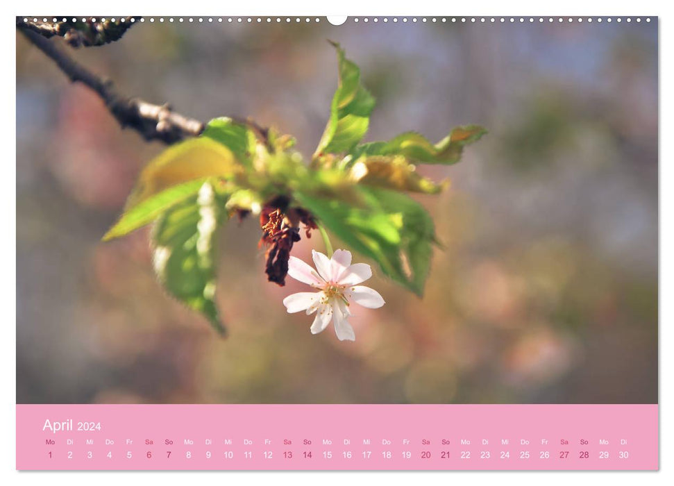Delicate cherry blossoms - intoxicating scents of thoughts (CALVENDO wall calendar 2024) 