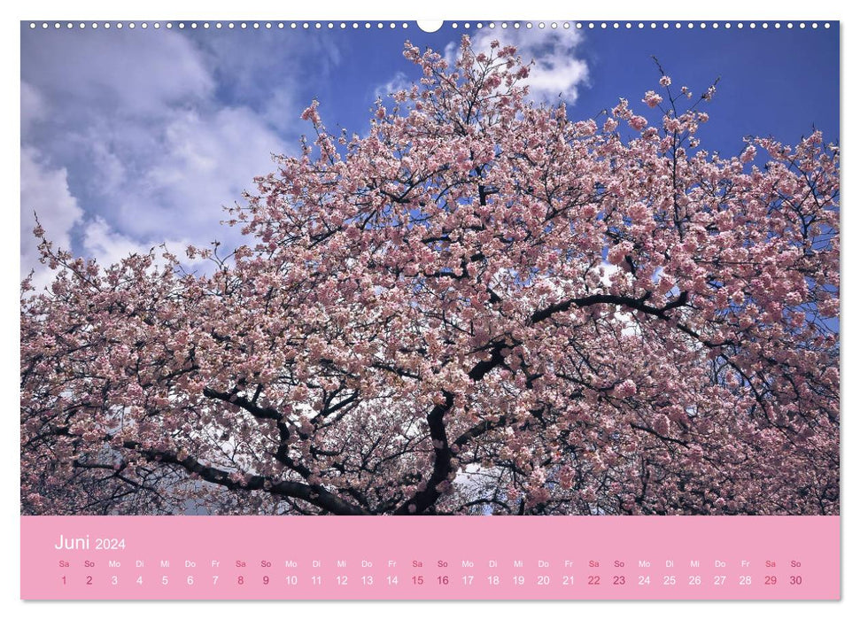 Delicate cherry blossoms - intoxicating scents of thoughts (CALVENDO wall calendar 2024) 