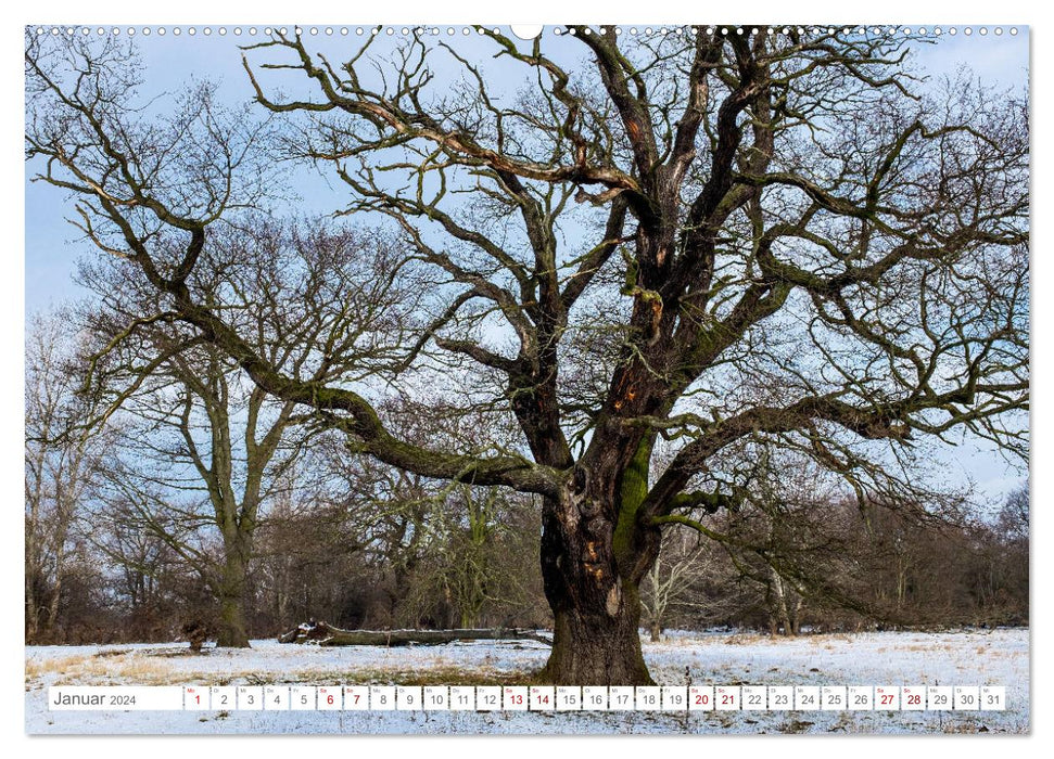 Parks and gardens in Saxony-Anhalt (CALVENDO wall calendar 2024) 