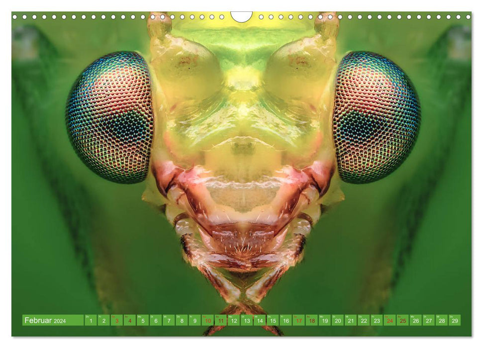 Extreme Makroaufnahmen - Insekten so nah wie nie (CALVENDO Wandkalender 2024)