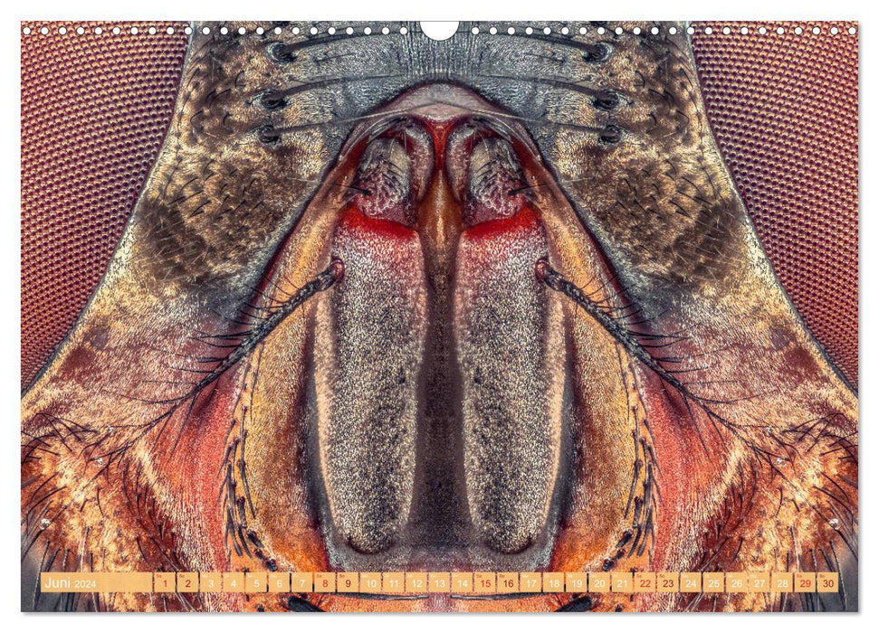 Extreme macro shots - insects closer than ever (CALVENDO wall calendar 2024) 