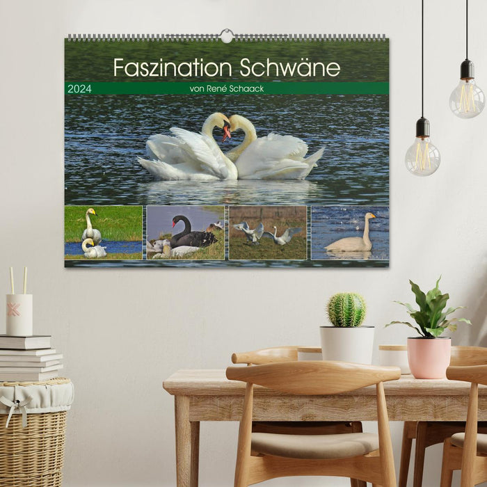 Faszination Schwäne (CALVENDO Wandkalender 2024)