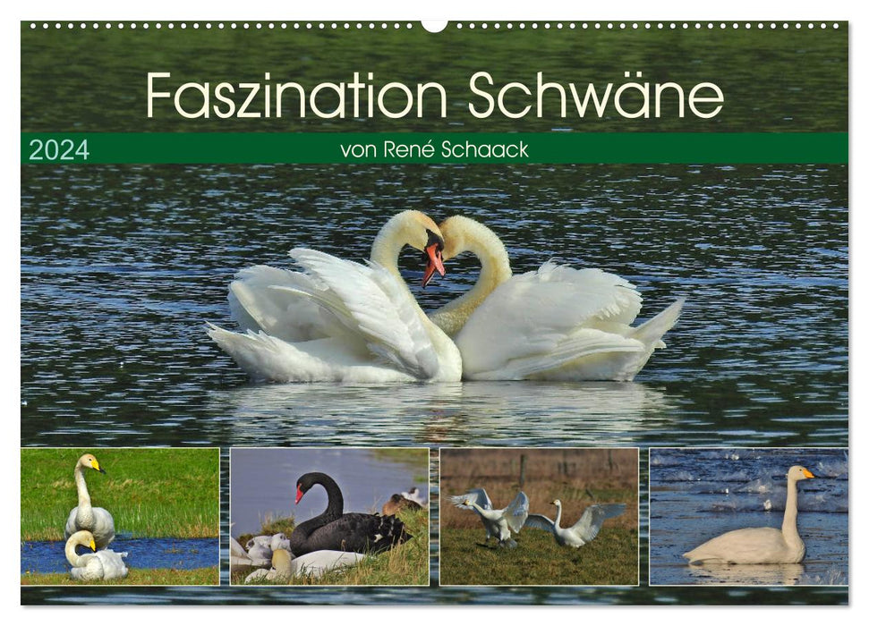 Faszination Schwäne (CALVENDO Wandkalender 2024)