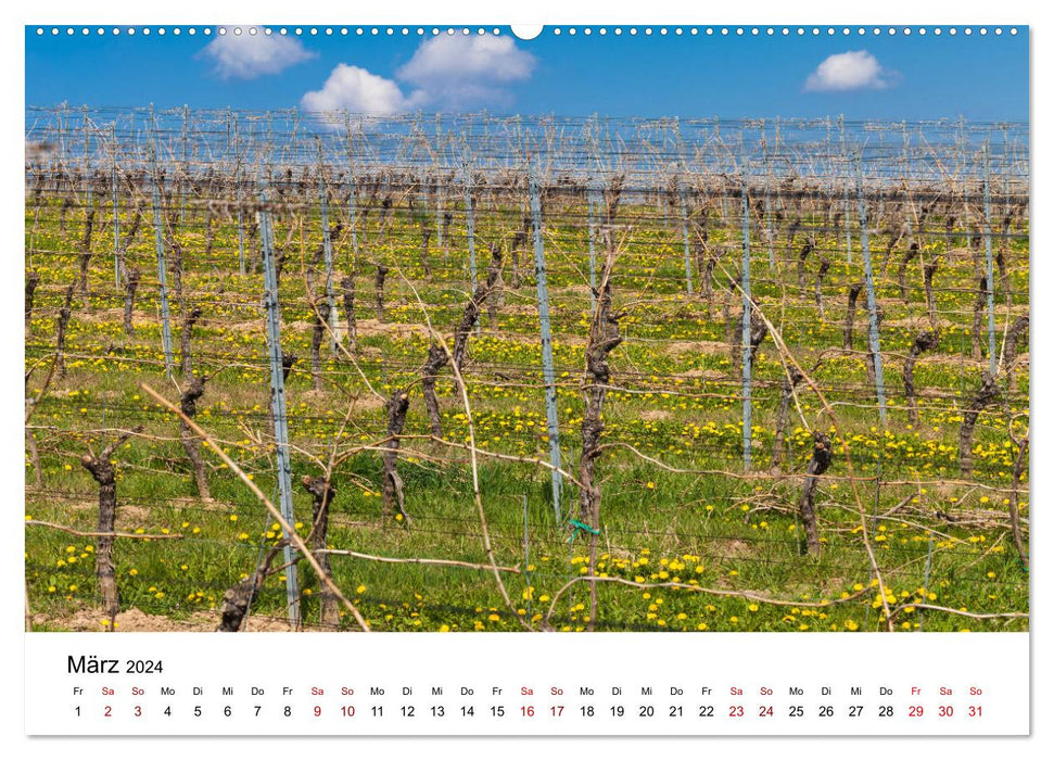 Wine calendar (CALVENDO wall calendar 2024) 