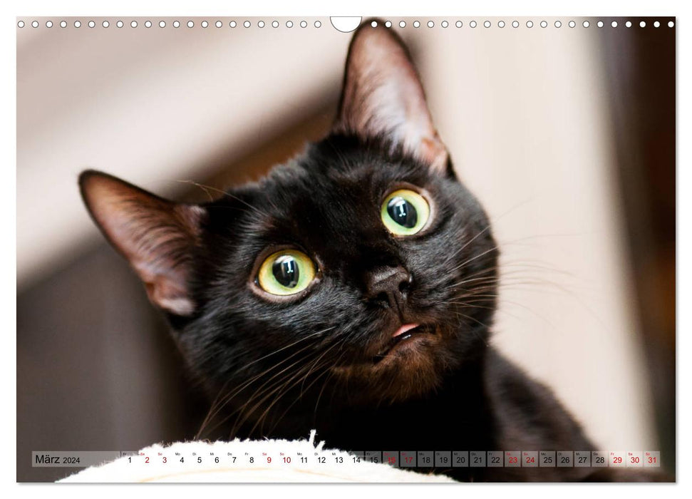 Liebe auf den ersten Katzenblick (CALVENDO Wandkalender 2024)