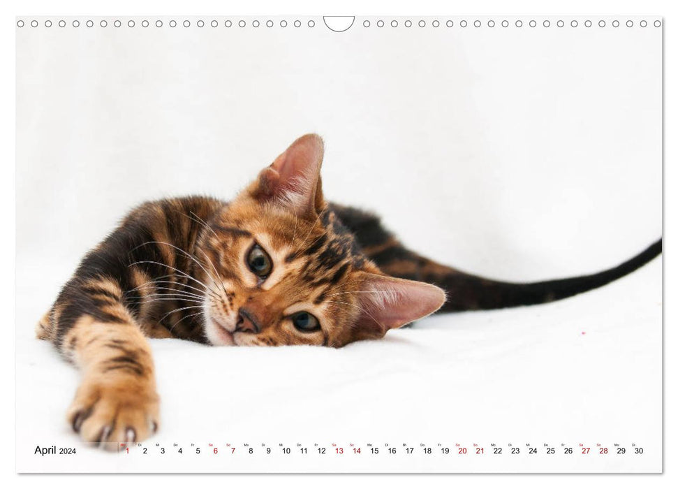 Liebe auf den ersten Katzenblick (CALVENDO Wandkalender 2024)