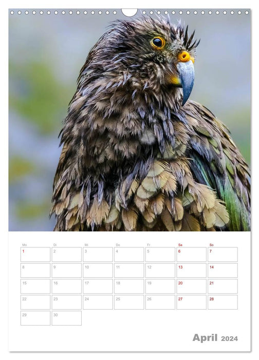 Calendar planner g'day New Zealand 2024 (CALVENDO wall calendar 2024) 