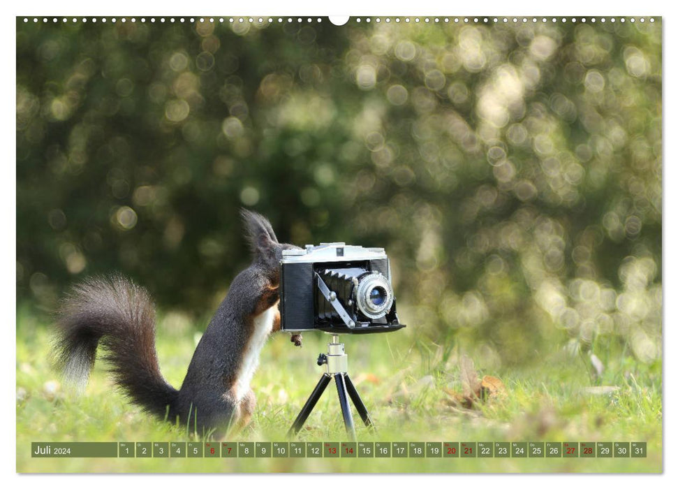 Eichhörnchen - Kleine Fotostars (CALVENDO Premium Wandkalender 2024)