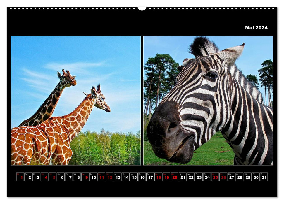 Tiere von Affe bis Zebra 2024 (CALVENDO Wandkalender 2024)