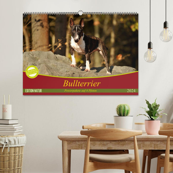 Bull Terrier, power packs on 4 paws (CALVENDO wall calendar 2024) 