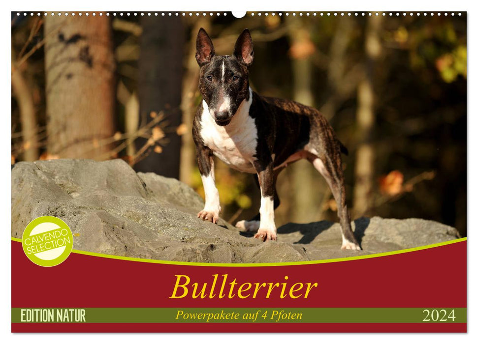 Bullterrier, Powerpakete auf 4 Pfoten (CALVENDO Wandkalender 2024)