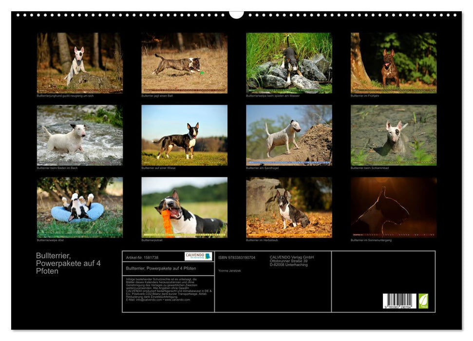 Bull Terrier, power packs on 4 paws (CALVENDO wall calendar 2024) 