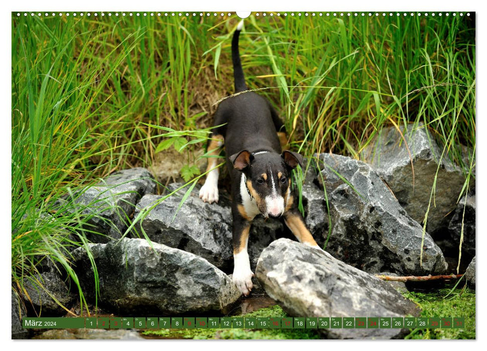 Bull Terrier, power packs on 4 paws (CALVENDO wall calendar 2024) 