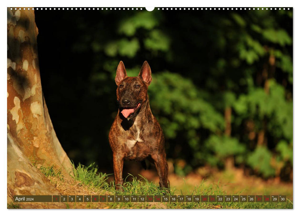 Bullterrier, Powerpakete auf 4 Pfoten (CALVENDO Wandkalender 2024)