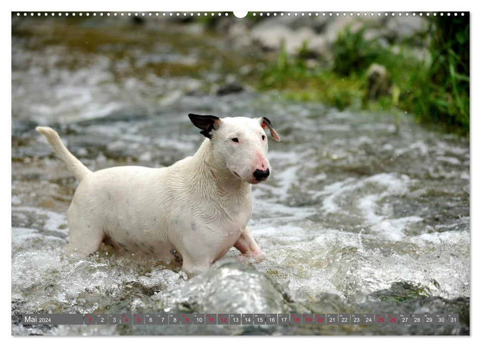 Bullterrier, Powerpakete auf 4 Pfoten (CALVENDO Wandkalender 2024)