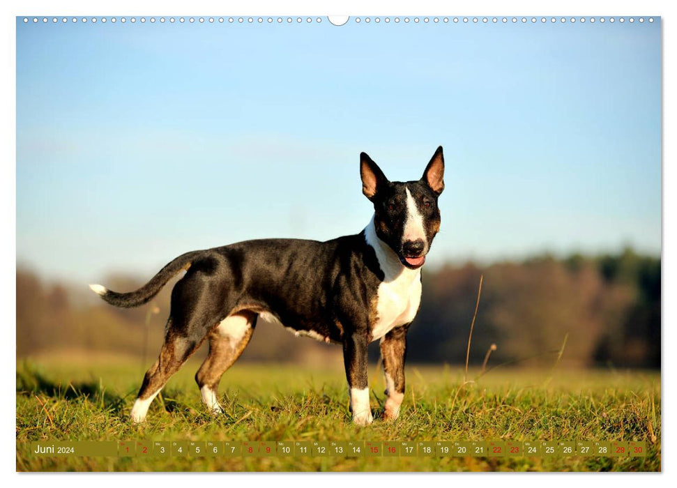 Bull Terrier, power packs on 4 paws (CALVENDO wall calendar 2024) 