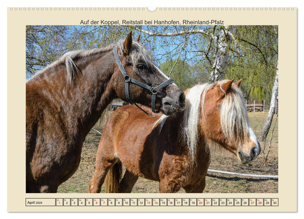 Chevaux de ce monde (Calendrier mural CALVENDO 2024) 