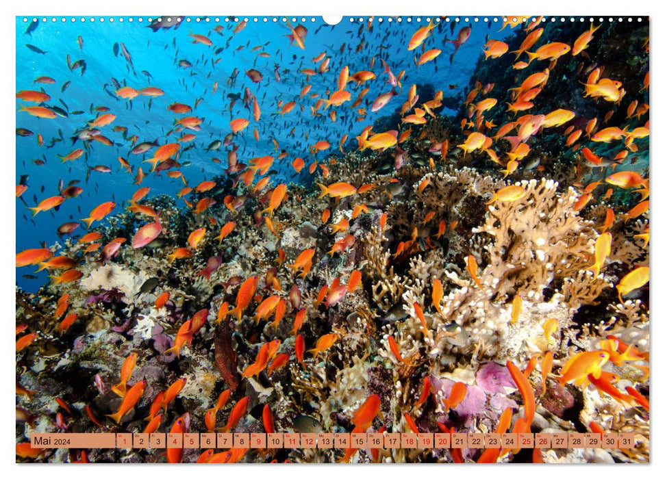Farbenfrohes Meer (CALVENDO Premium Wandkalender 2024)
