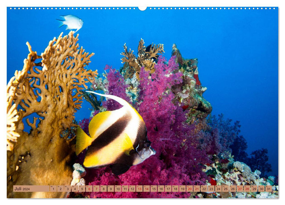 Farbenfrohes Meer (CALVENDO Premium Wandkalender 2024)