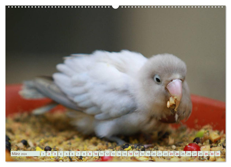 Krumm Schnäbel - Papageien, Sittiche und andere Krumm Schnäbel (CALVENDO Premium Wandkalender 2024)