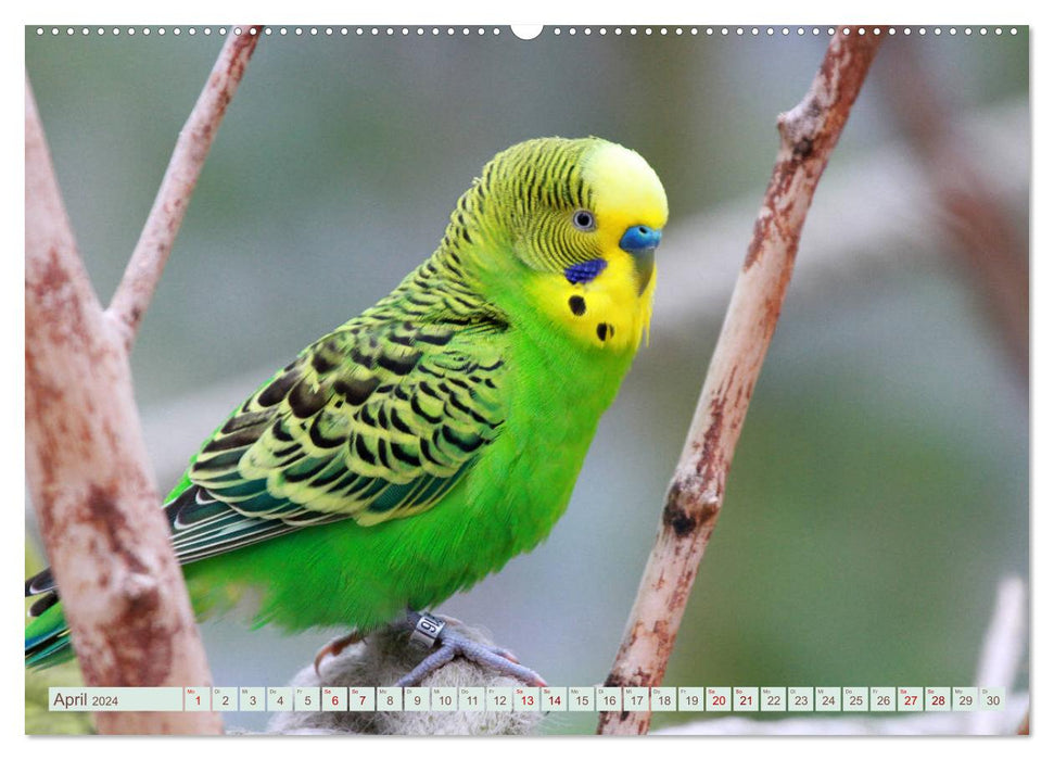 Krumm Schnäbel - Papageien, Sittiche und andere Krumm Schnäbel (CALVENDO Premium Wandkalender 2024)