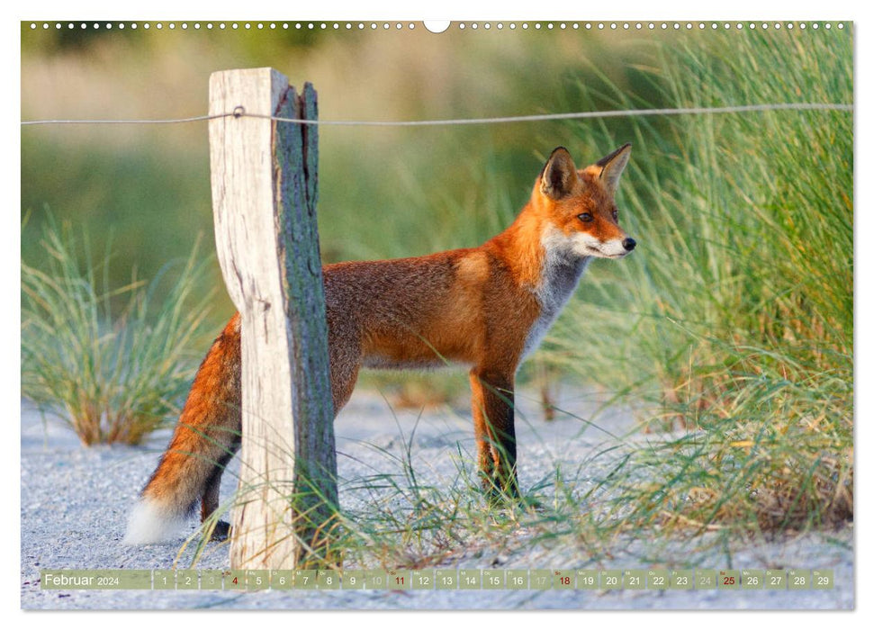 Wilder Darß - Fuchs, Hirsch und Co. 2024 (CALVENDO Premium Wandkalender 2024)