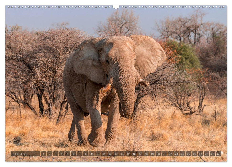 ETOSHA – Namibia Highlights (CALVENDO Premium Wandkalender 2024)