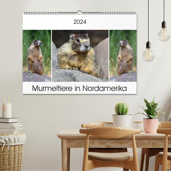 Murmeltiere in Nordamerika (CALVENDO Wandkalender 2024)