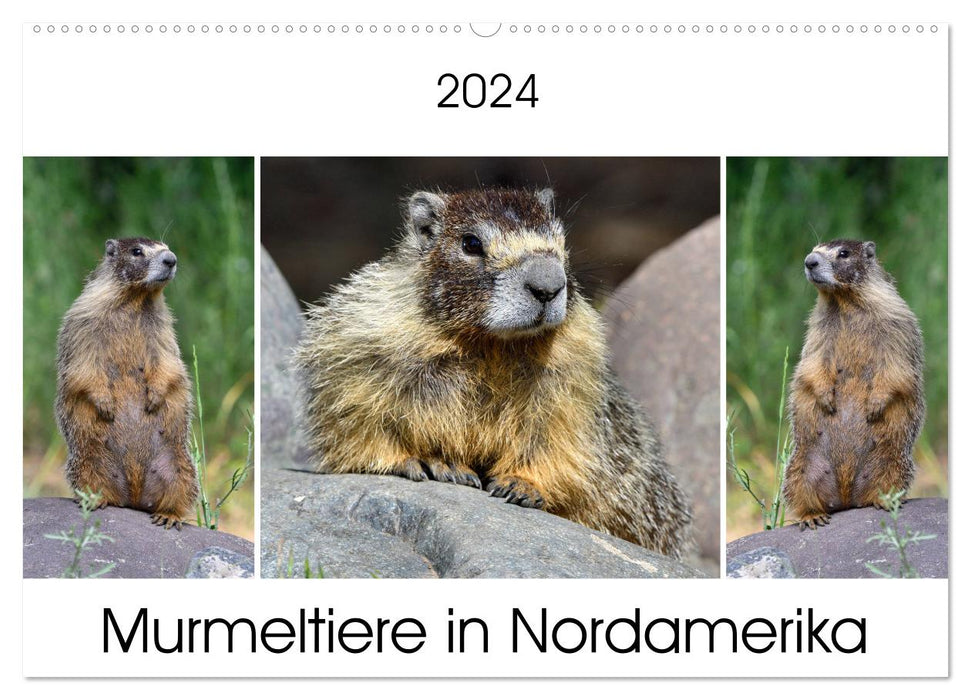 Marmottes en Amérique du Nord (Calendrier mural CALVENDO 2024) 