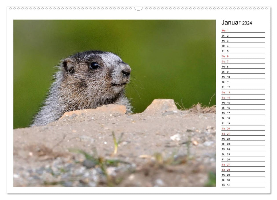 Marmottes en Amérique du Nord (Calendrier mural CALVENDO 2024) 