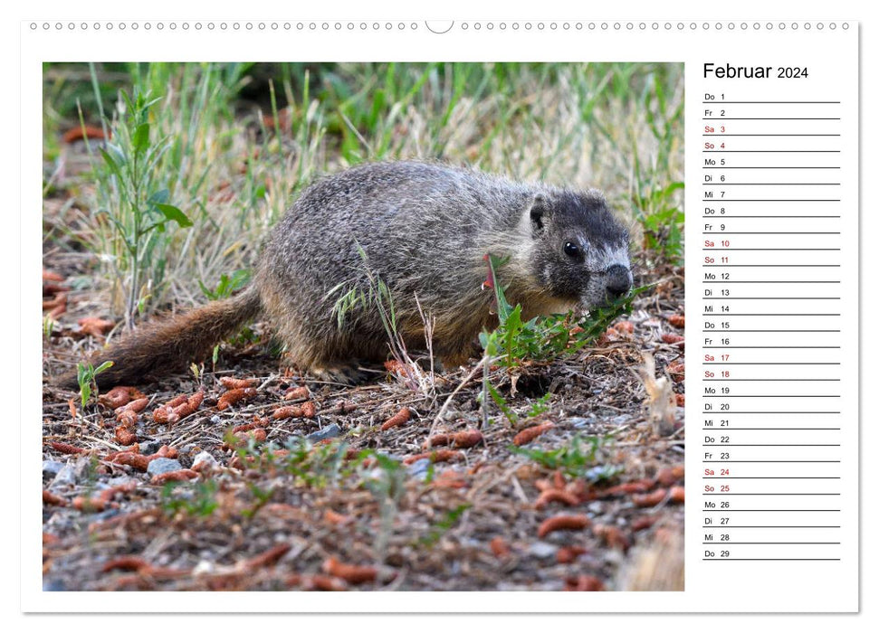 Marmottes en Amérique du Nord (Calendrier mural CALVENDO 2024) 